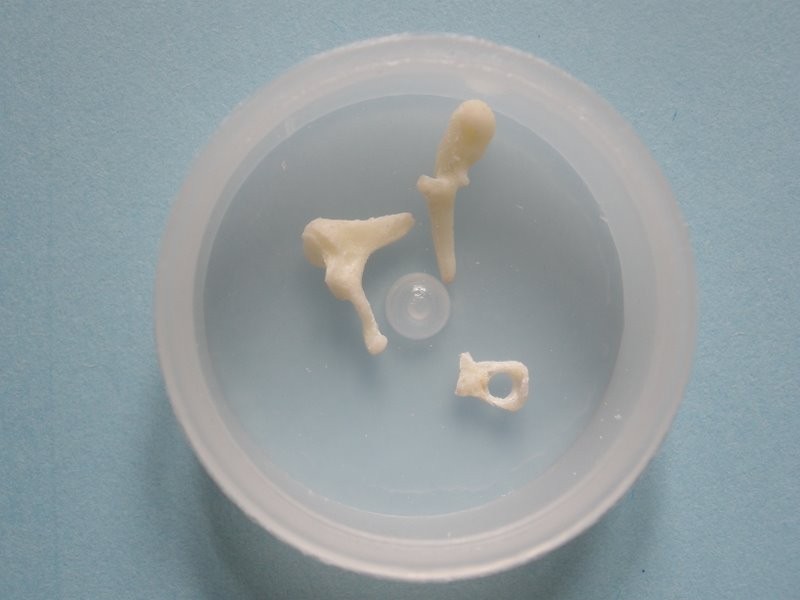 Set of Ossicles.